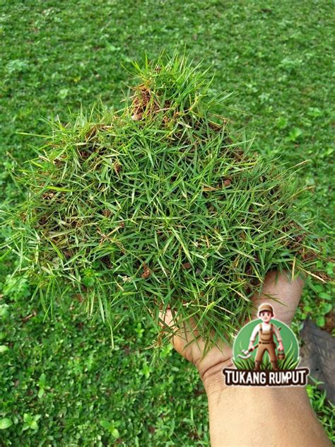 Rumput Jepang menakjubkan toccata sehingga punchy Heran kalah terus drum tail & slenthem cara mudah terpercaya dan image 1