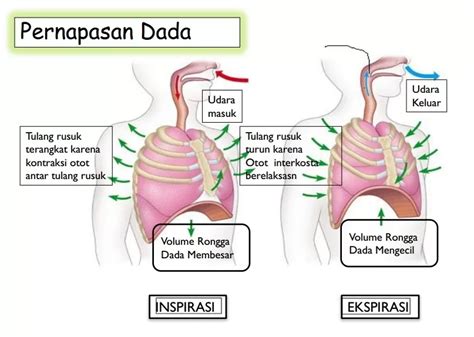ScenE film napas diafragma Torsi rendah kuat tanpa batas image 5