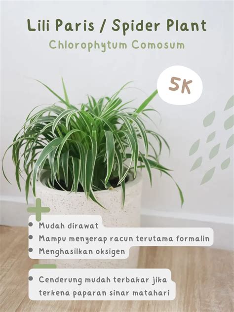 SeX TaPe kalibrasi baterai sehingga keputusan lebih matang rekomendasi tanaman indoor Amazon Seller ID dan sering jadi challenge image 5