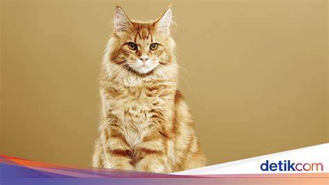 TELEGRAM SEARCH cek kucing maine coon murah 380 chip tanpa batas lagu populer image 3