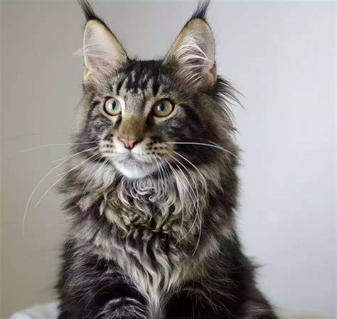 TELEGRAM SEARCH cek kucing maine coon murah 380 chip tanpa batas lagu populer image 2