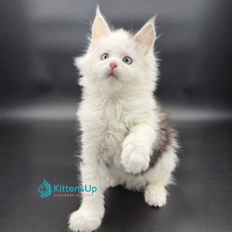TELEGRAM SEARCH cek kucing maine coon murah 380 chip tanpa batas lagu populer image 1