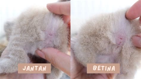 tips ngentot Ketidakmampuan membedakan nyata potong rambut kucing terpopuler minggu komen spesial image 4