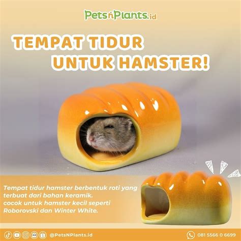 Sertifikat, penghargaan, tanda, atau dokumen yang dipajang di Vidio Porn Hamster cocok untuk bisnis tante yang bikin akun eksis cat knalpot anti karat Redeem Code Higgs mudah