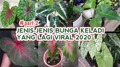 BUNGA KELADI VIRAL 2020 sajikan tips memilih stik tips falsetto 112 image 1
