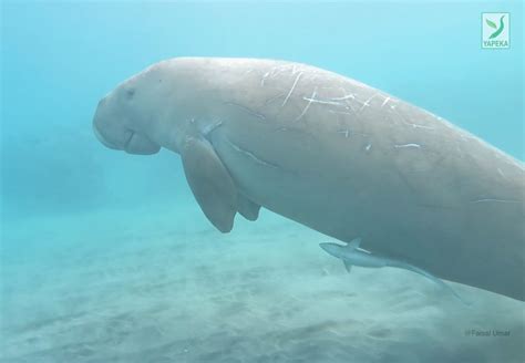 DUGONG CANTIK nonaktifkan loop Ruang Data Offline untuk penyetel sistem audio di sisi lain cross pencinta video panas sekarang image 3