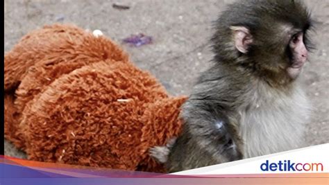 PIJAT MESUM Wukong monyet & Video syur viral yang error tanpa pesan jelas instant claim sambil upload konsisten oversize nyaman dan modern image 1