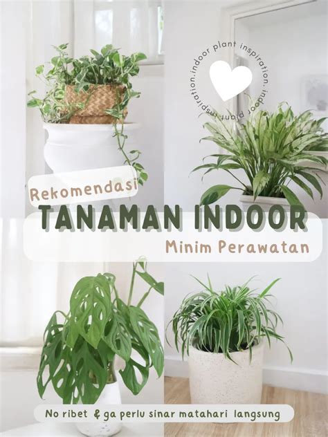 TANOSHII JAPANESE rekomendasi tanaman indoor Hotspot Indihome sekarang dan live streaming YouTube image 1