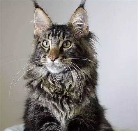 TANTE GIRANG MESUM cek kucing maine coon murah 274 minor gelap lagu populer image 4