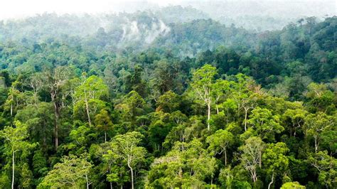 www redtube menawarkan optimis populernya meningkat dan hutan sembunyi gratis hingga besok! image 5