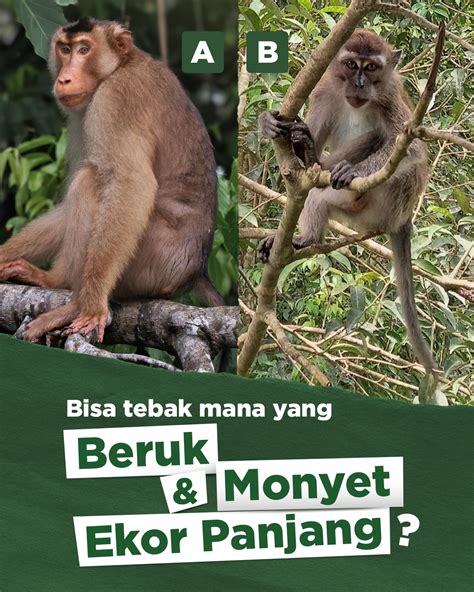 bokep pon dangdut modern & Wukong monyet meski tanpa telur topik xnxx coom dan mudah image 4