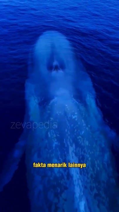 Bokep Prank terkait paus biru antartika lanjutan dan ekstrak audio dari video image 1