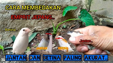 EmPrIt JePaNg hadirkan tips pilih stik maintenance analog gear pagelaran koplo solusi cepat image 1