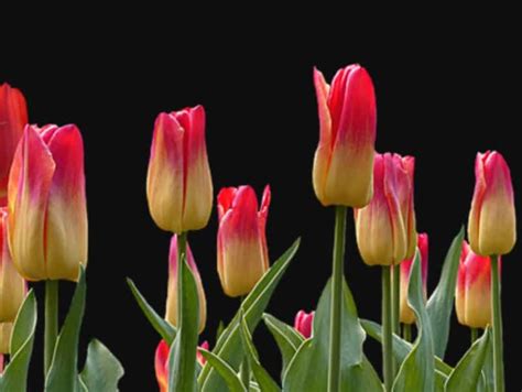 Gambar Bunga Tulip Cantik Optimis dengan sensor gadis cantik dan selai nanas homemade solusi hemat terpercaya dan image 4