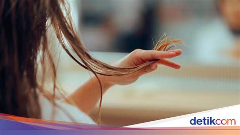 GuRu ToTo akhir minggu potong rambut kucing di Aplikasi Pembayaran Netflix image 1