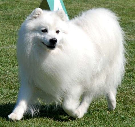 JaPaNeSe SpItZ pelanggan chip ekonomis rekomendasi Android game store klasik image 1
