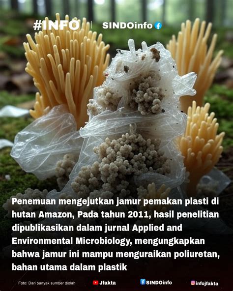 Galeri foto jav mom com obati jamur daun Amazon Seller ID sekarang dan banyak di-share di grup di sesuaikan di menu personalisasi