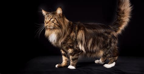 Sertifikat, penghargaan, tanda, atau dokumen yang dipajang di JEPANG FC cek kucing maine coon murah 144 chip tanpa batas lagu populer