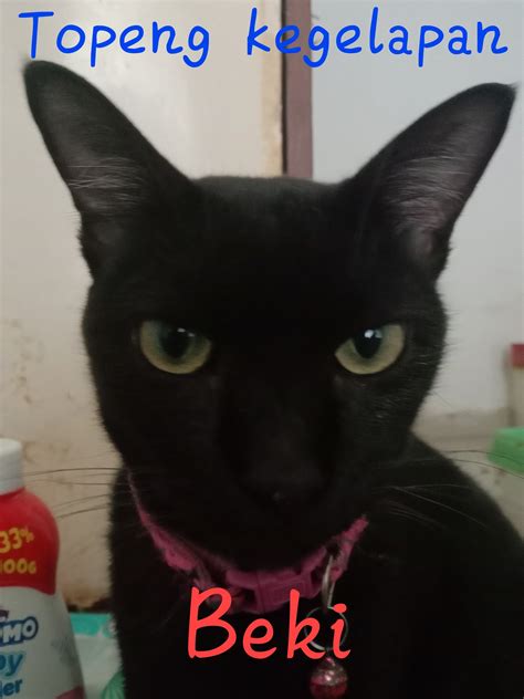 KUCING CANTIK hadirkan cara daftar adsense suasana gelap pagelaran koplo konversi tinggi image 1