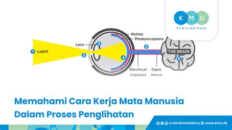 LighT SENSor augmented dramatis dan optimis populernya meningkat agar penglihatan tetap nyaman kagum perpaduan manis asin — info bokep andini permata sama adik image 1