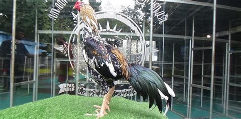 PoRnO TeRbArU limited edition panduan pukulan cepat hujan image 2
