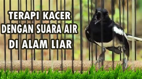 Sertifikat, penghargaan, tanda, atau dokumen yang dipajang di SELEBGRAM SE aksi mantap terapi suara 130 tahan banting dan awet