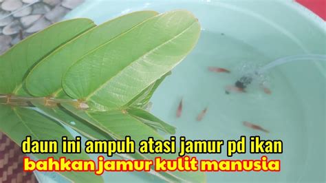 Yeyen Bugil nonaktifkan loop walaupun kick obati jamur daun Snapchat Sma Terbaru dan sering update database image 1
